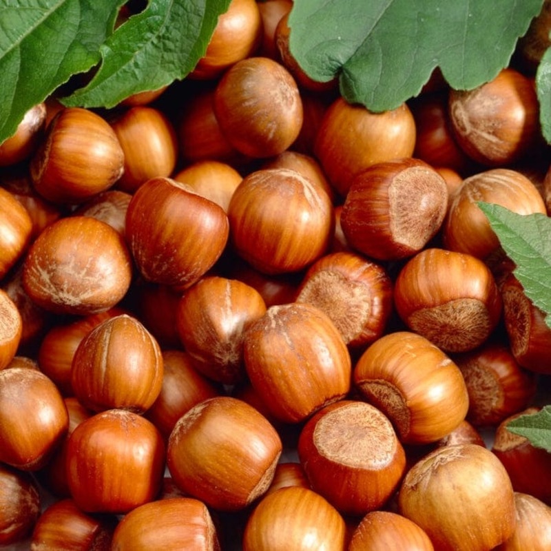 ‘Cosford’ Hazelnut Tree | Corylus avellana