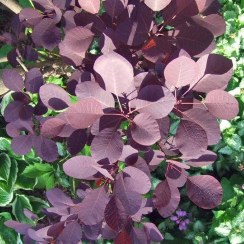 Cotinus ‘Royal Purple’ | Smoke Tree Plant in a 3L Pot