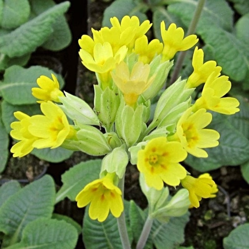 Cowslip | Primula veris