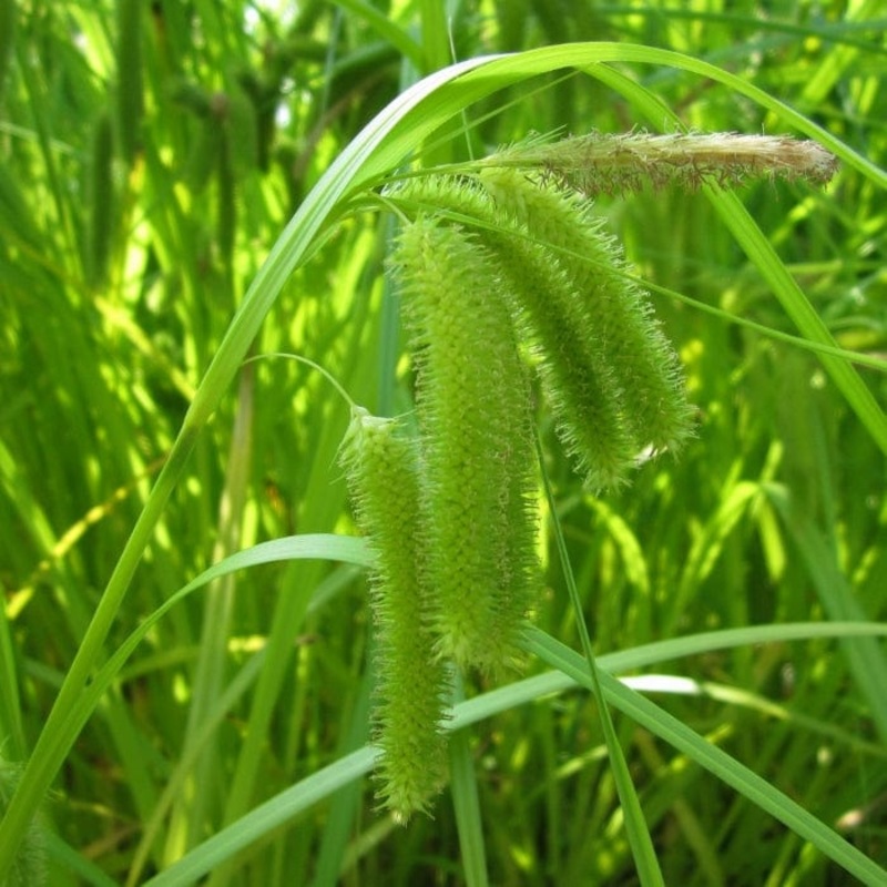 Cyperus Sedge | Carex pseudocyperus
