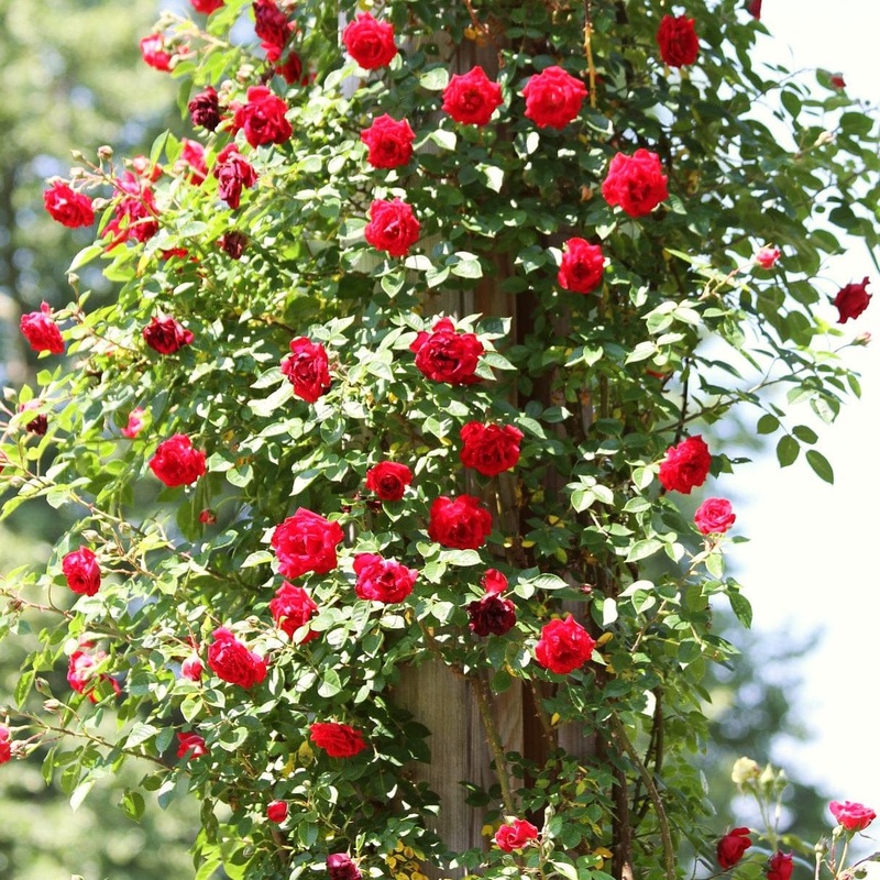 ‘Don Juan’ Climbing Rose