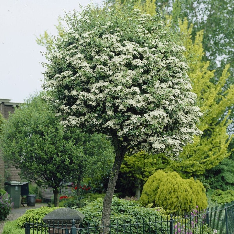 Double White Hawthorn Tree | Crataegus laevigata ‘Plena’