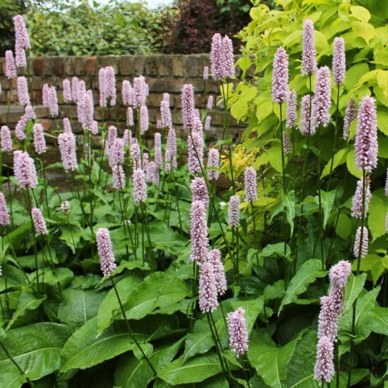 Dragonwort | Persicaria bistorta