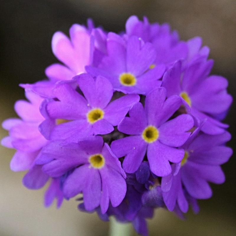 Drumstick Primula | Primula denticulata