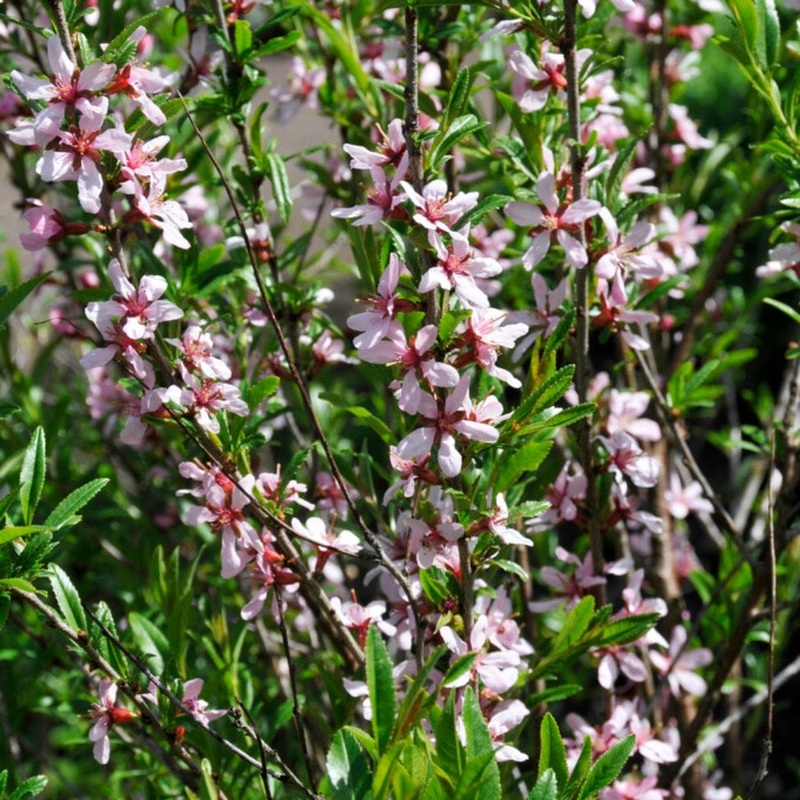 Dwarf Russian Almond Blossom Tree | Prunus tenella ‘Firehill’