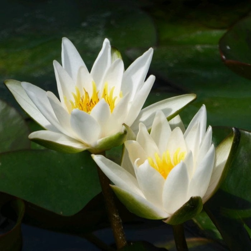 Dwarf Water Lily | Nymphaea ‘Snow Princess’