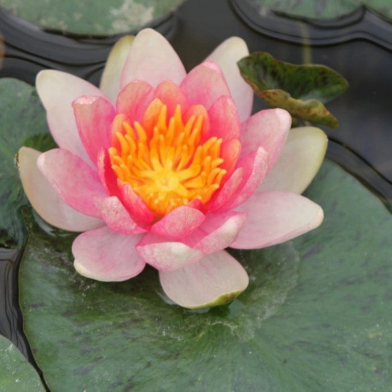 Dwarf Water Lily | Nymphaea ‘Solfatare’