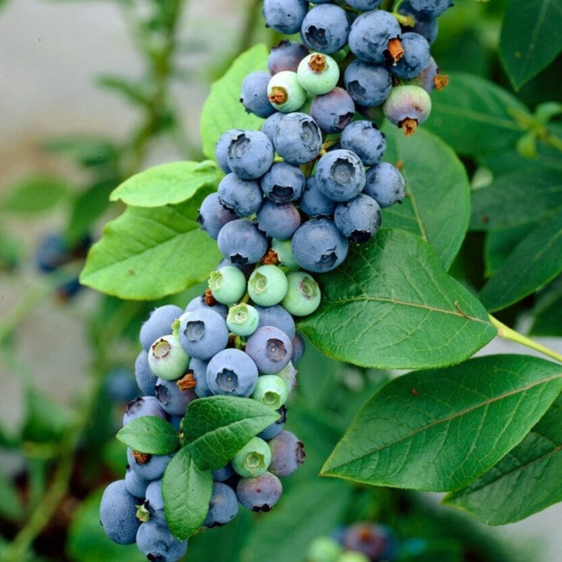 ‘Earliblue’ Blueberry Bush