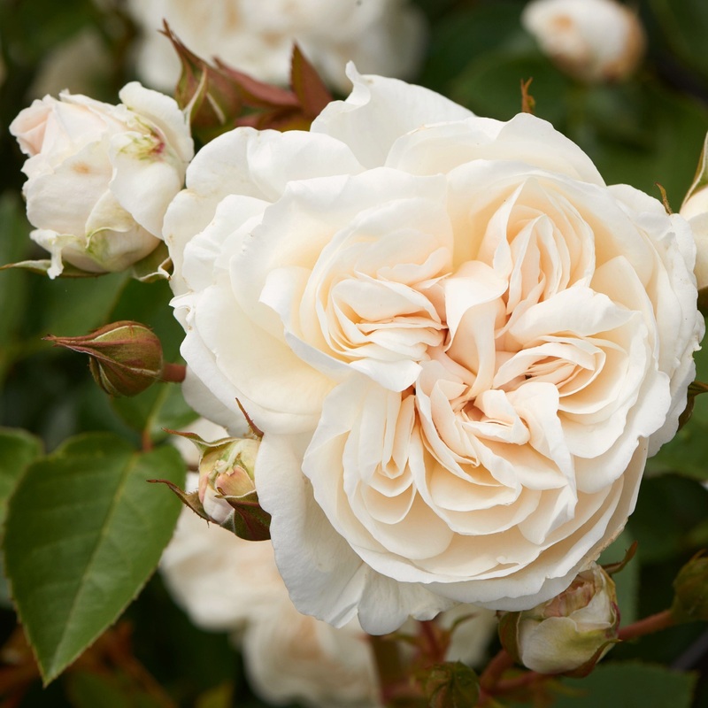 ‘Eisa Courtyard’ Climbing Rose