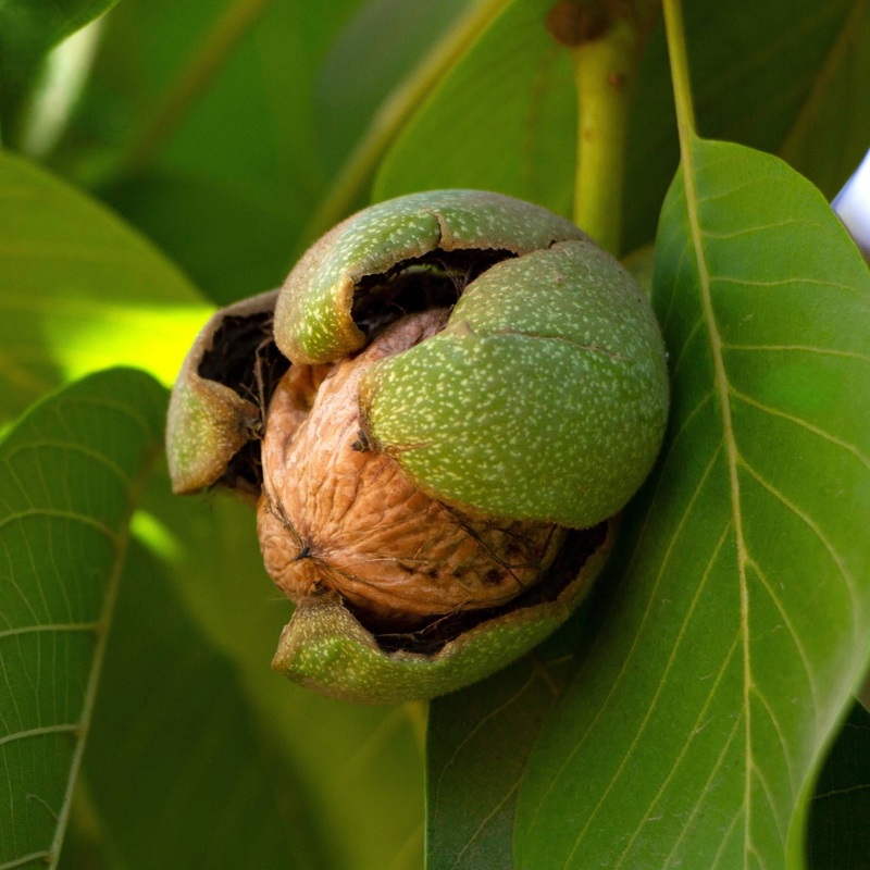‘Europa’ Walnut Tree