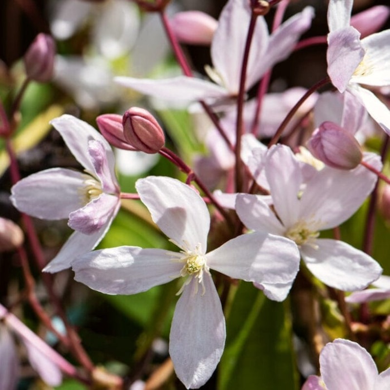 Evergreen Clematis | Clematis armandii ‘Appleblossom’