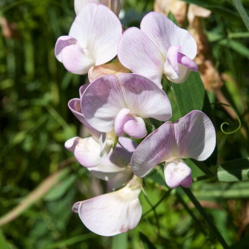 Everlasting Sweet Pea | Lathyrus latifolius ‘Pink Pearl’