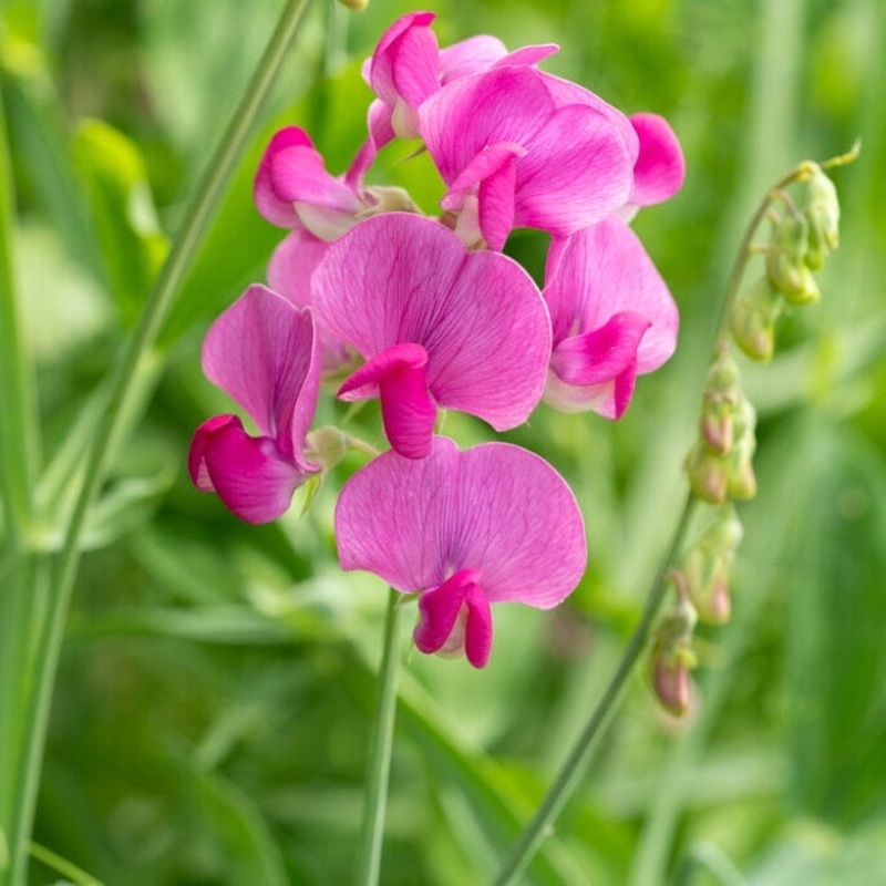 Everlasting Sweet Pea | Lathyrus latifolius ‘Red Pearl’