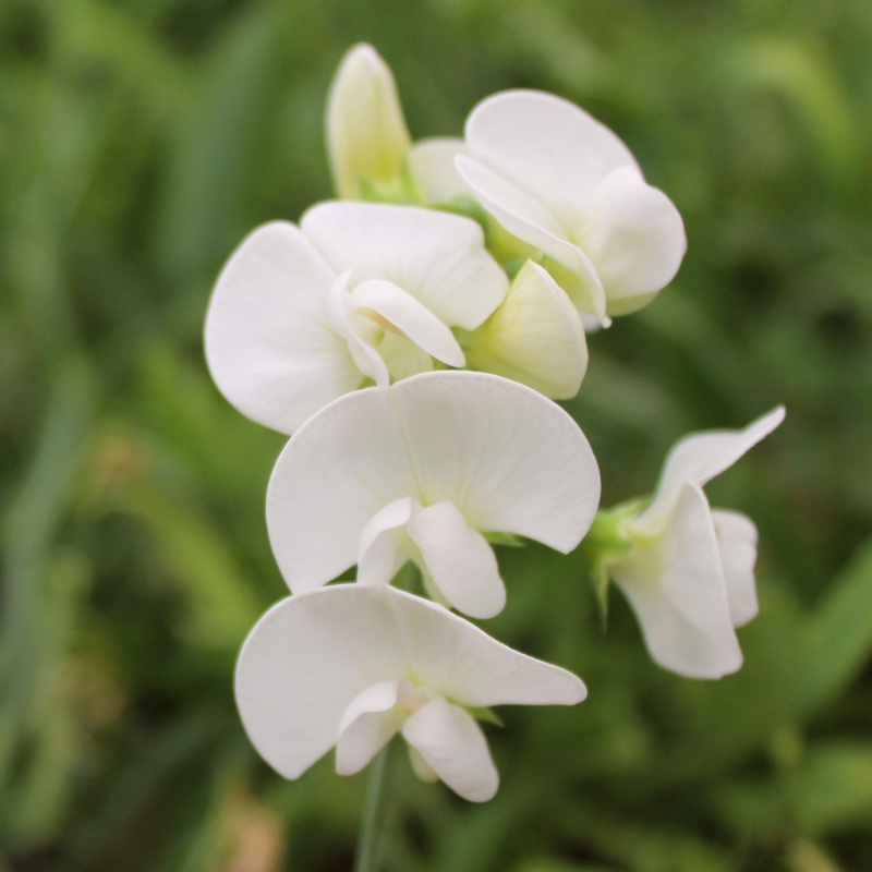 Everlasting Sweet Pea | Lathyrus latifolius ‘White Pearl’