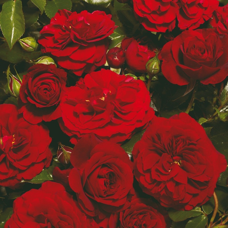 ‘Farruca Courtyard’ Climbing Rose