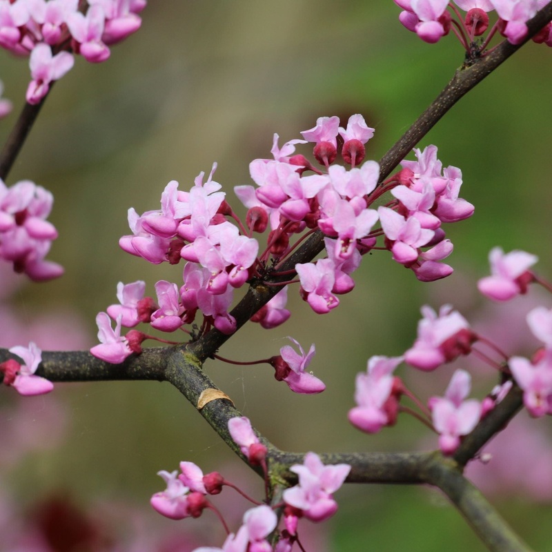 ‘Forest Pansy’ Canadian Redbud Tree | Cercis canadensis