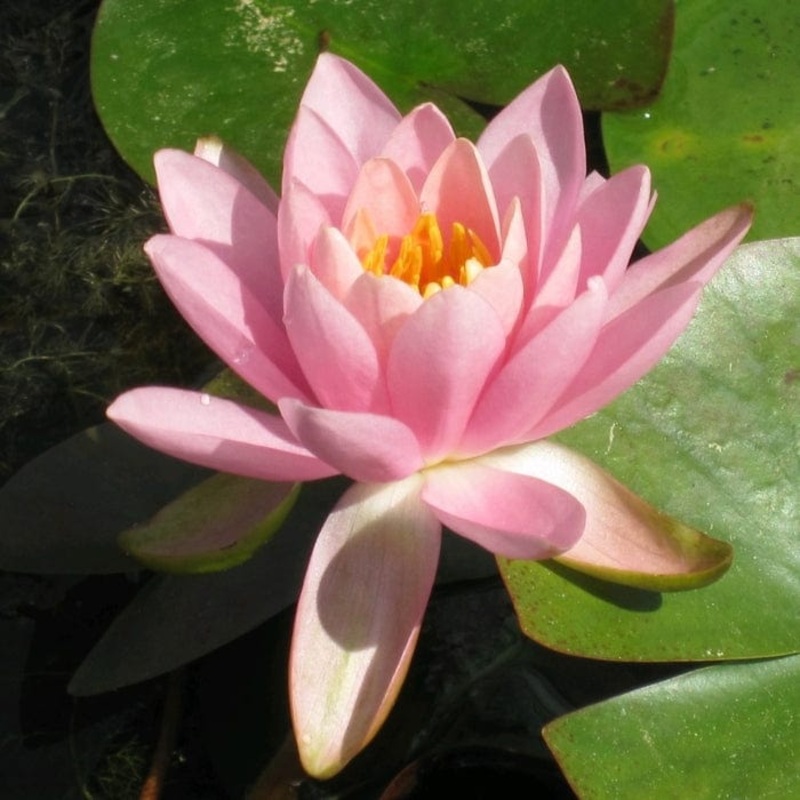 Fragrant Water Lily | Nymphaea odorata ‘Firecrest’