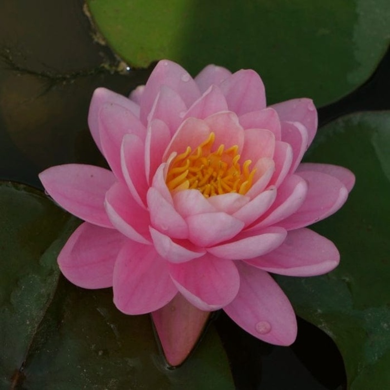Fragrant Water Lily | Nymphaea ‘Pink Peony’