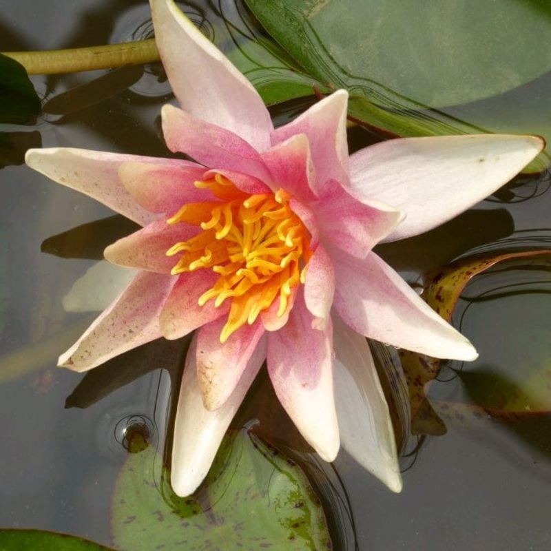 Fragrant Water Lily | Nymphaea ‘Sioux’