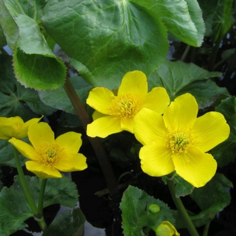 Giant Marsh Marigold | Caltha palustris polypetala