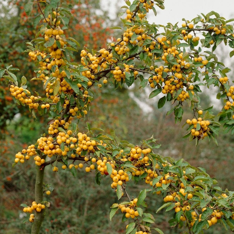 ‘Golden Hornet’ Crabapple Tree
