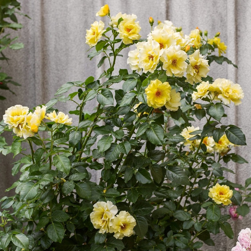 ‘Golden Showers’ Climbing Rose
