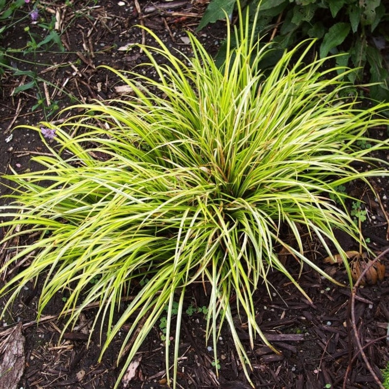 Golden Variegated Sweet Flag | Acorus gramineus ‘Ogon’