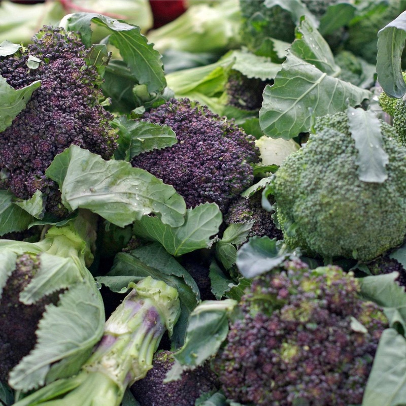 Gourmet Broccoli Plants Collection