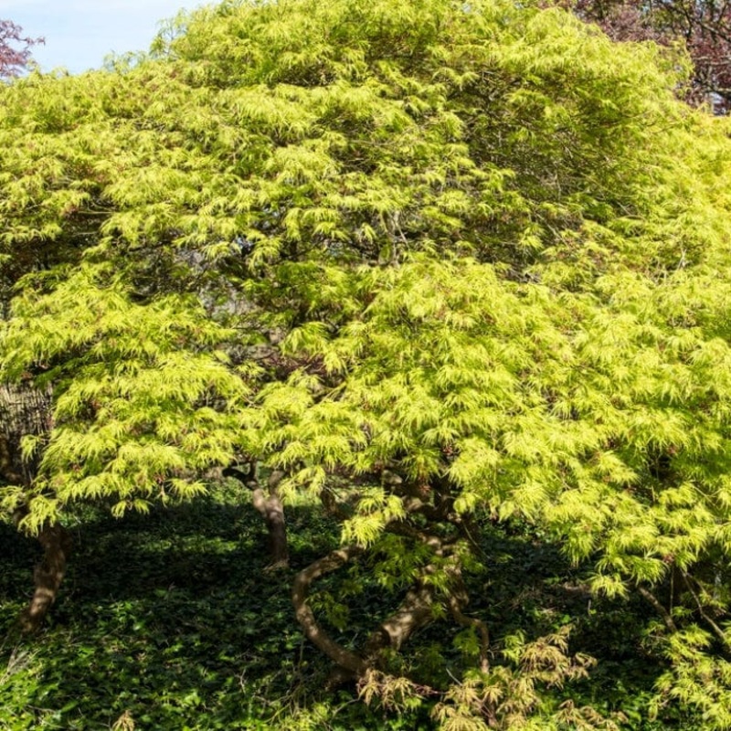 Green Weeping Japanese Maple Tree | Acer palmatum ‘Dissectum’