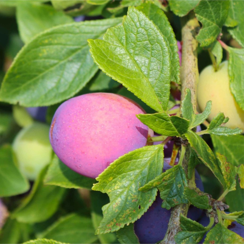 ‘Guinevere’ Plum Tree