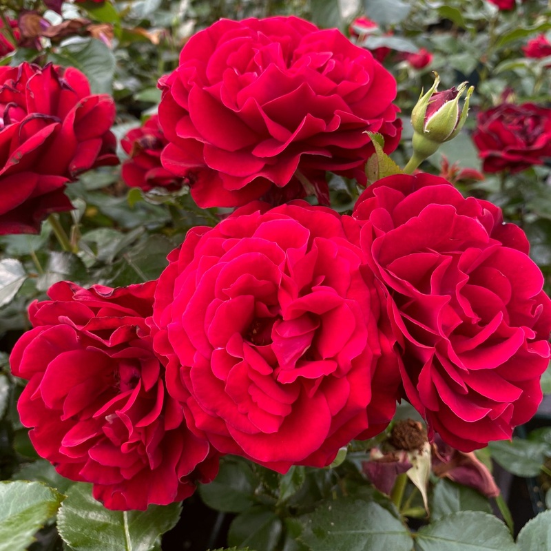 ‘Hallie Bella’ Shrub Rose