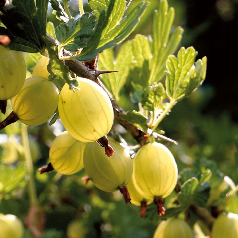 ‘Hinnonmaki Yellow’ Gooseberry Bush