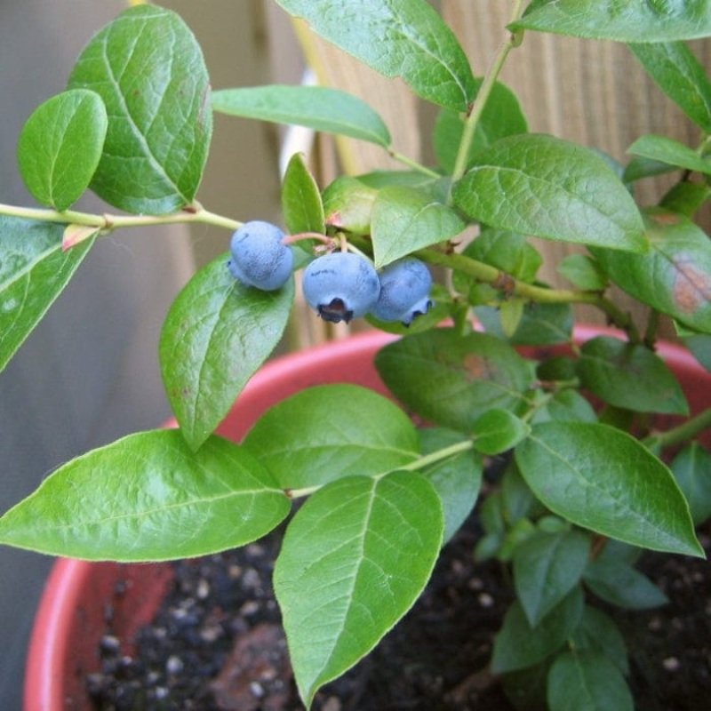 ‘Hortblue Petite’ Blueberry Bush
