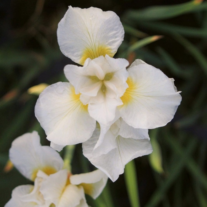Iris sibirica ‘Snow Queen’