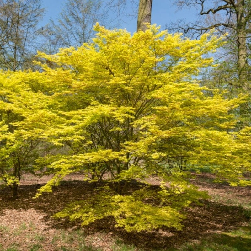 Japanese Maple Tree | Acer palmatum ‘Katsura’