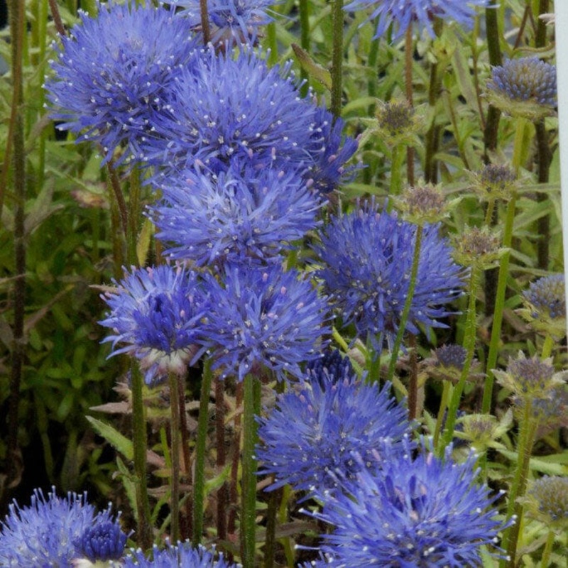 Jasione ‘Blue Light’