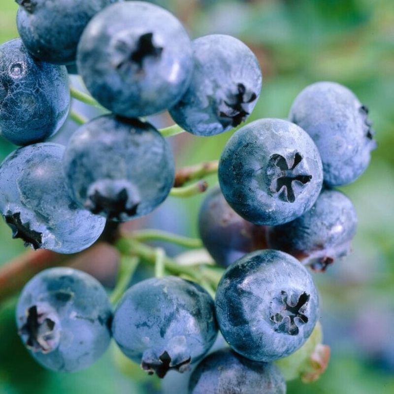 ‘Jersey’ Blueberry Bush