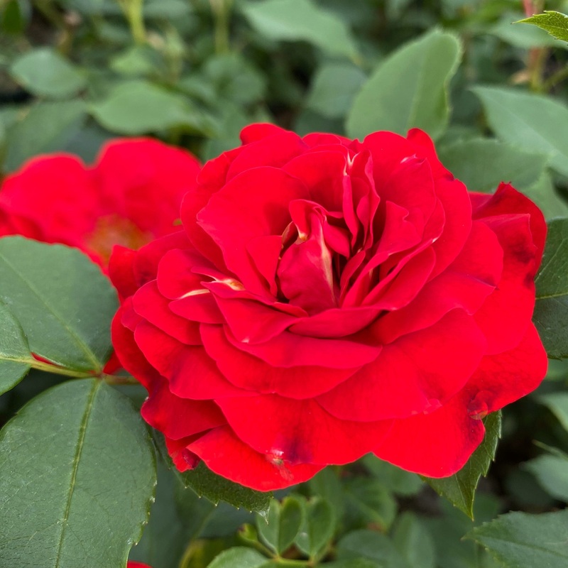 ‘Jewel in the Crown’ Shrub Rose