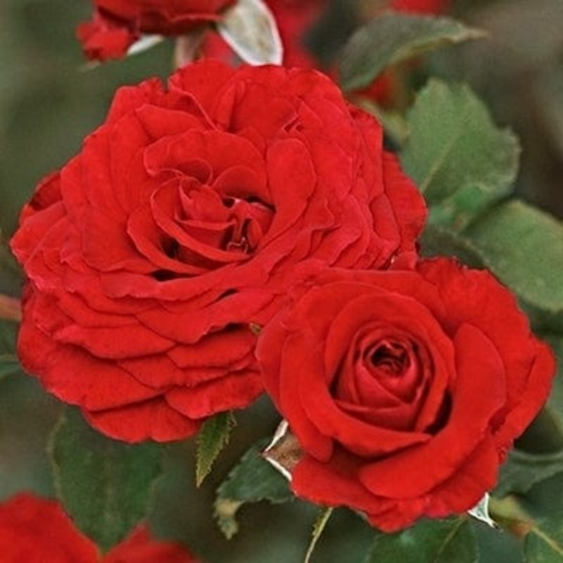 ‘Joyful Anniversary’ Shrub Rose