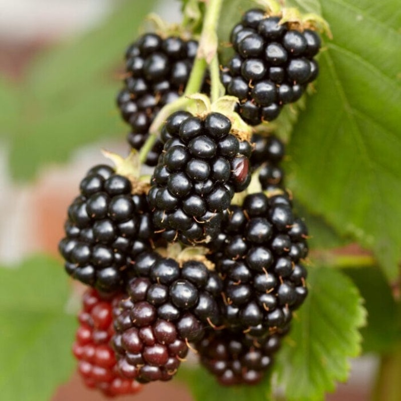 ‘Karaka Black’ Blackberry Bush