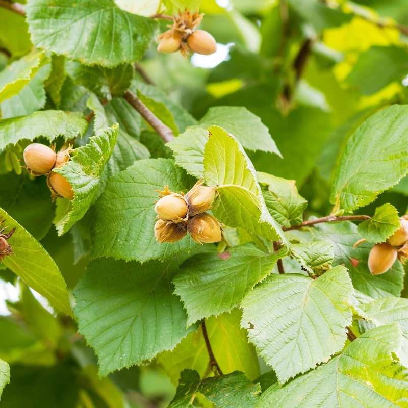 ‘Kentish Cob’ Hazelnut Tree