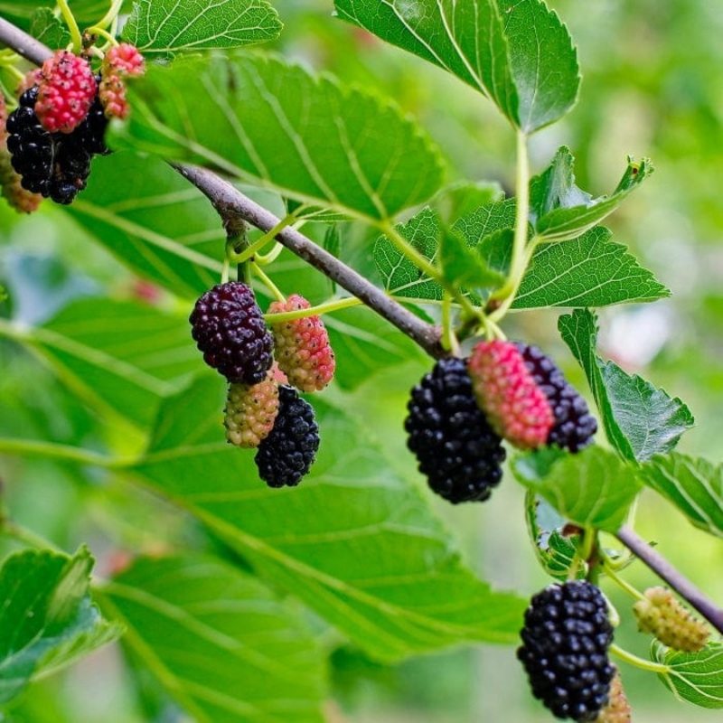 ‘King James’ Mulberry Tree | Morus nigra