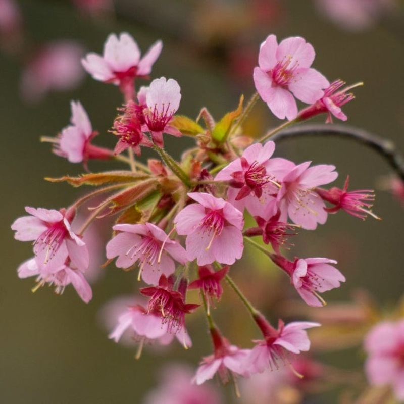 ‘Kursar’ Dwarf Cherry Blossom Tree