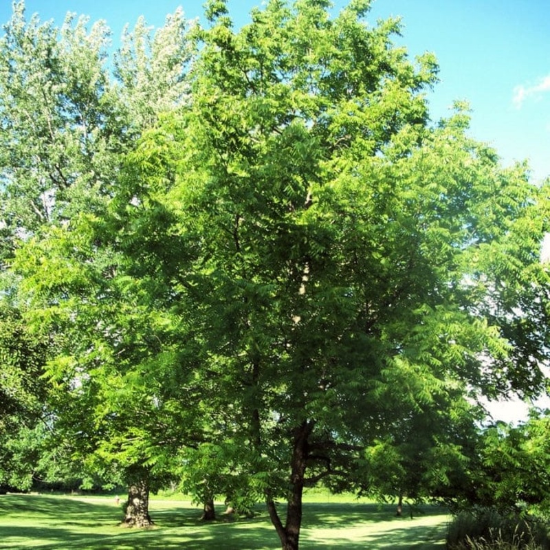 ‘Lara’ Walnut Tree