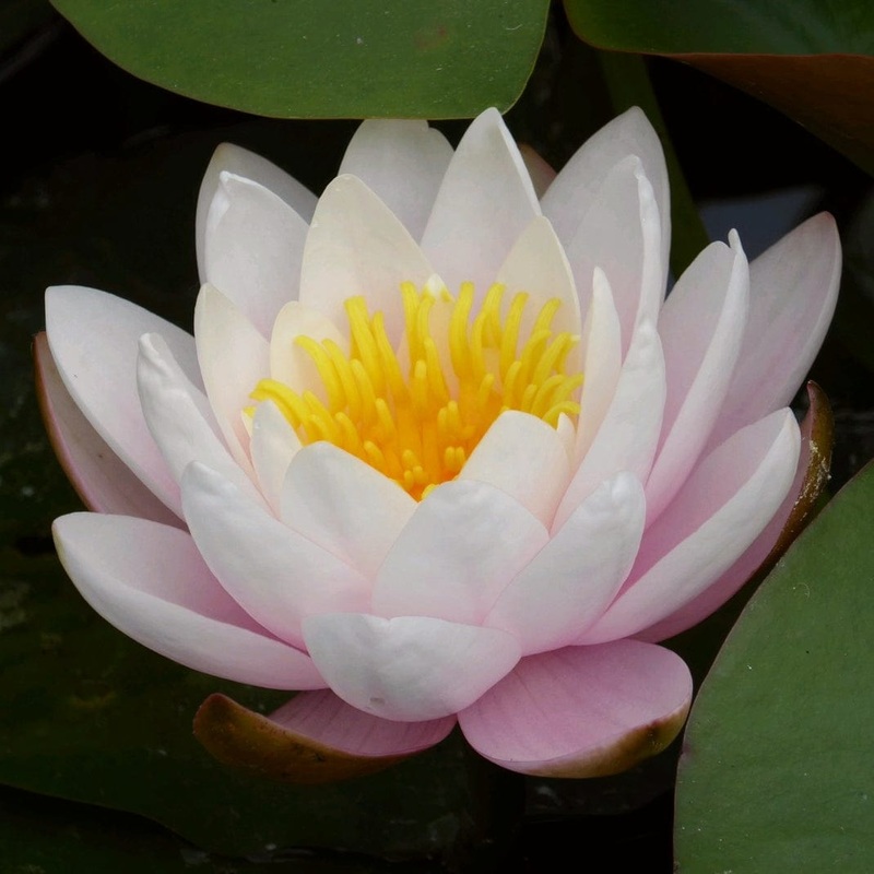 Large Water Lily | Nymphaea ‘Marliacea Rosea’