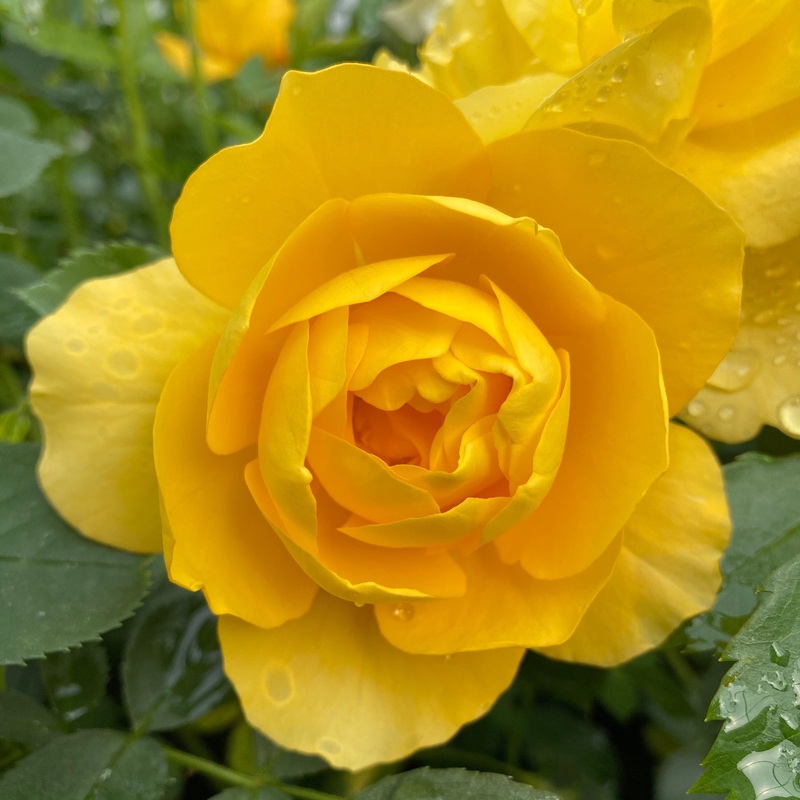 ‘Layla Bella’ Shrub Rose