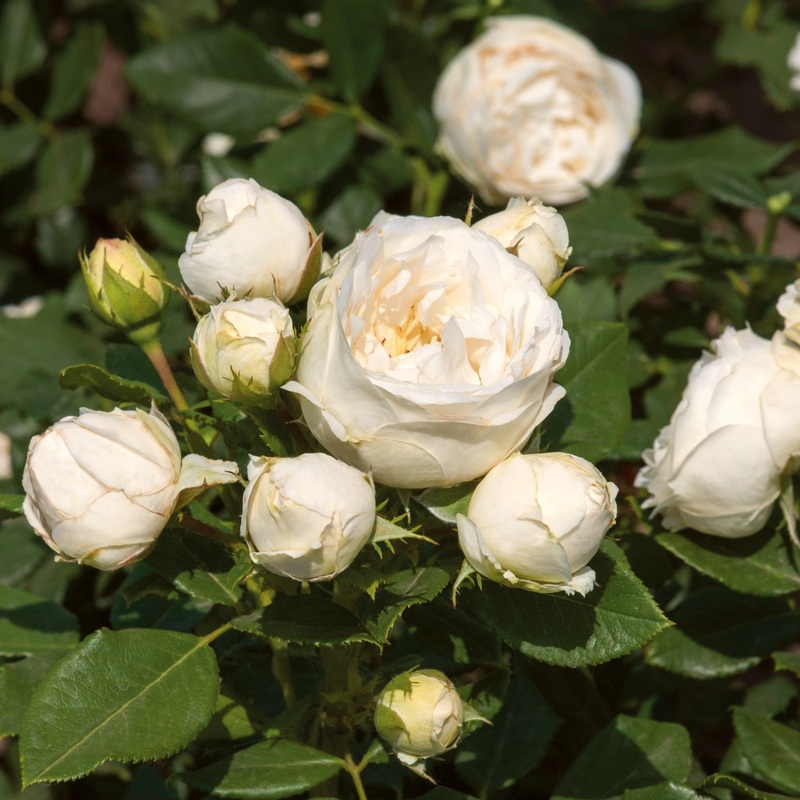 ‘Lenka Frayla’ Shrub Rose