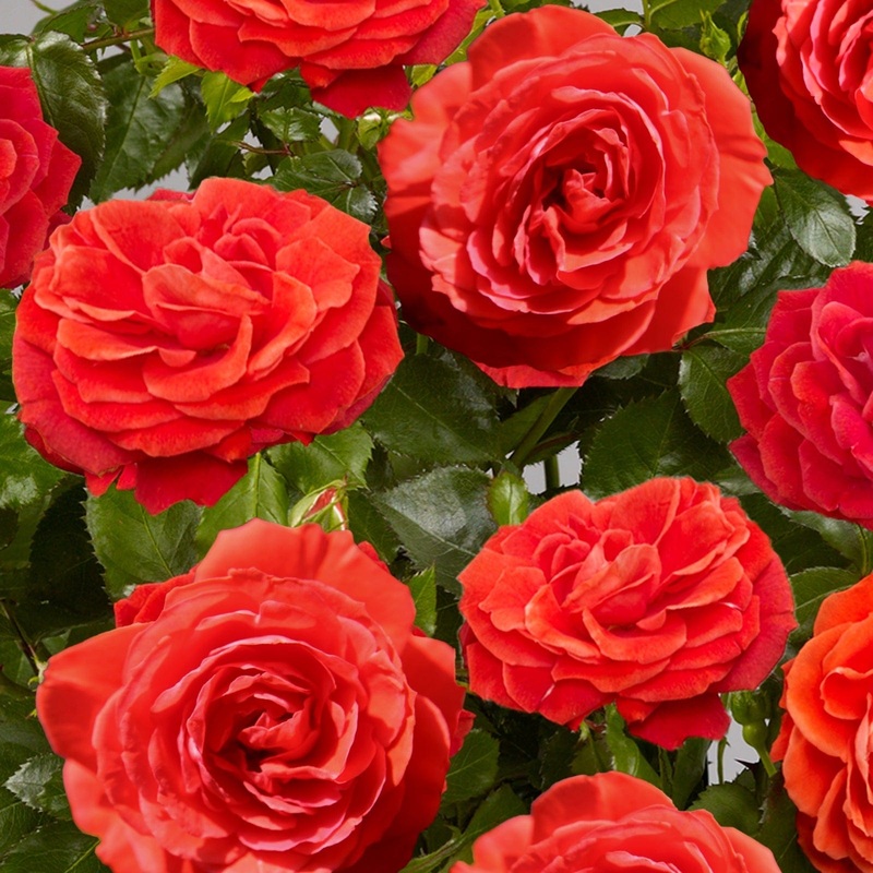 ‘Liwa Courtyard’ Climbing Rose