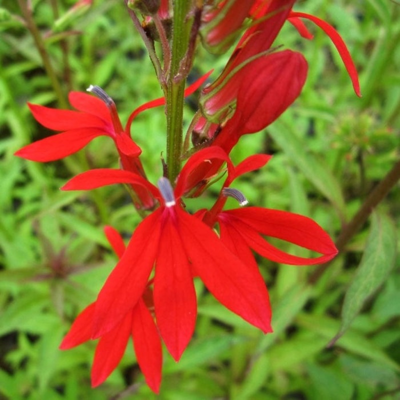 Lobelia cardinalis | Cardinal Flower