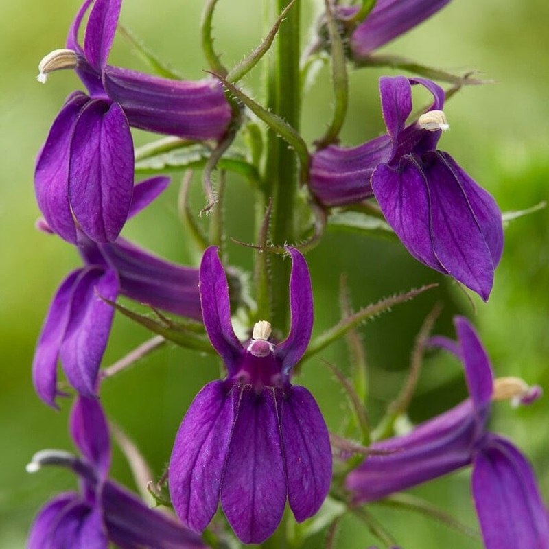 Lobelia ‘Starship Blue’